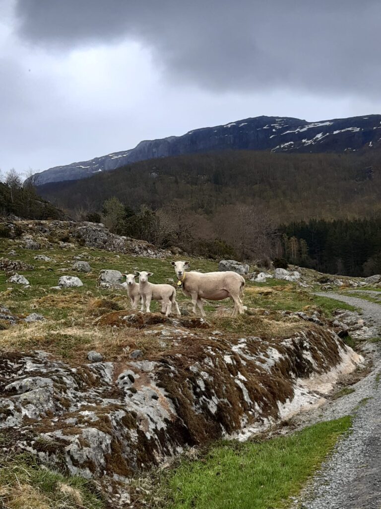 sheep EN