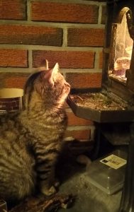 Mons, pus