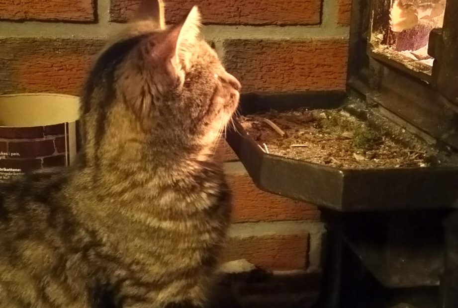 Mons, pus