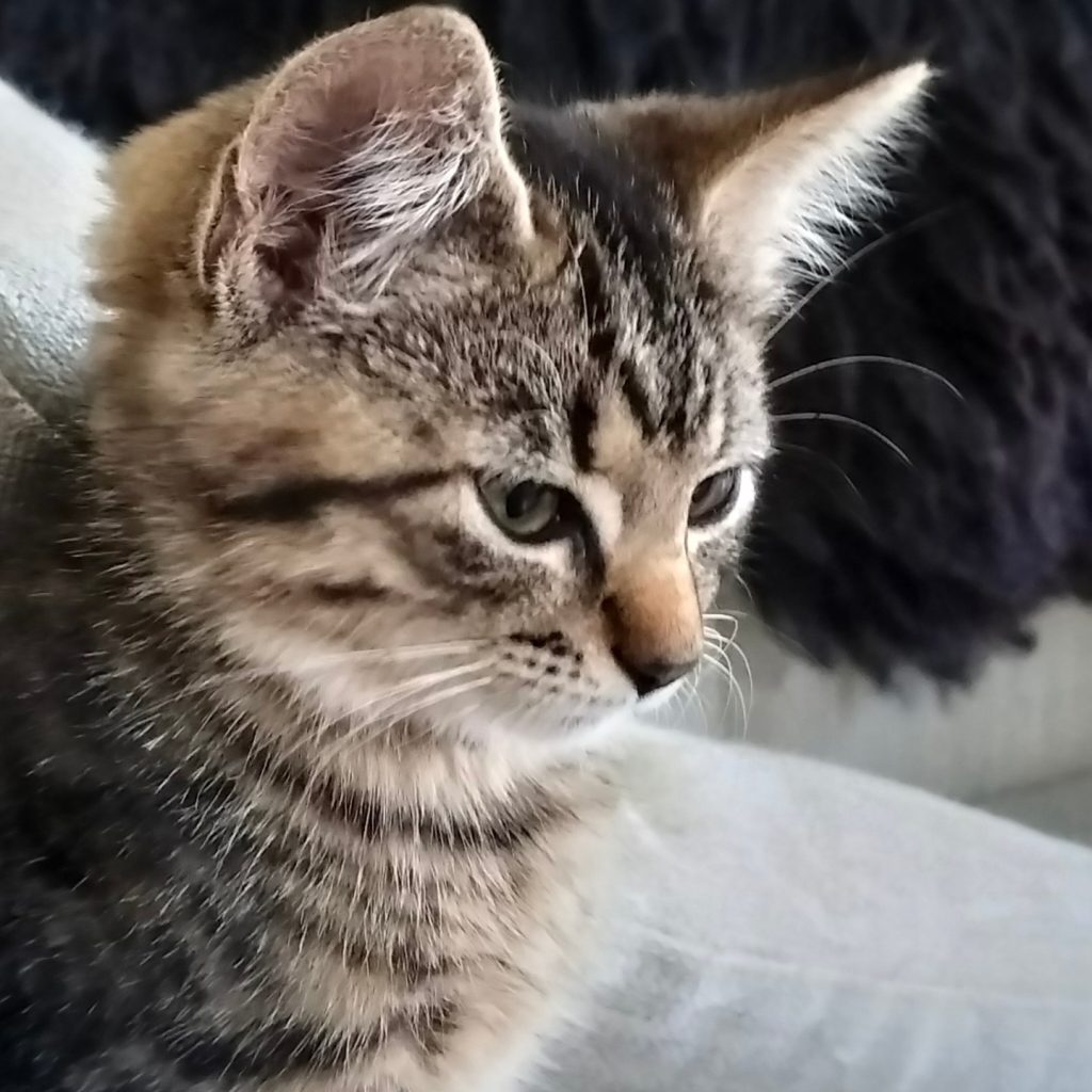 pus eller katt Mons
