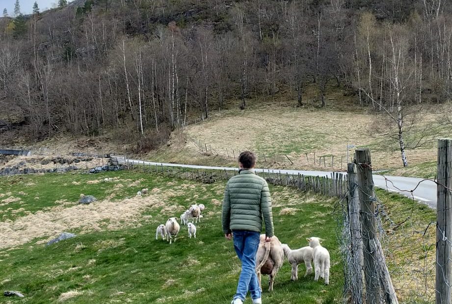 lamm og sau