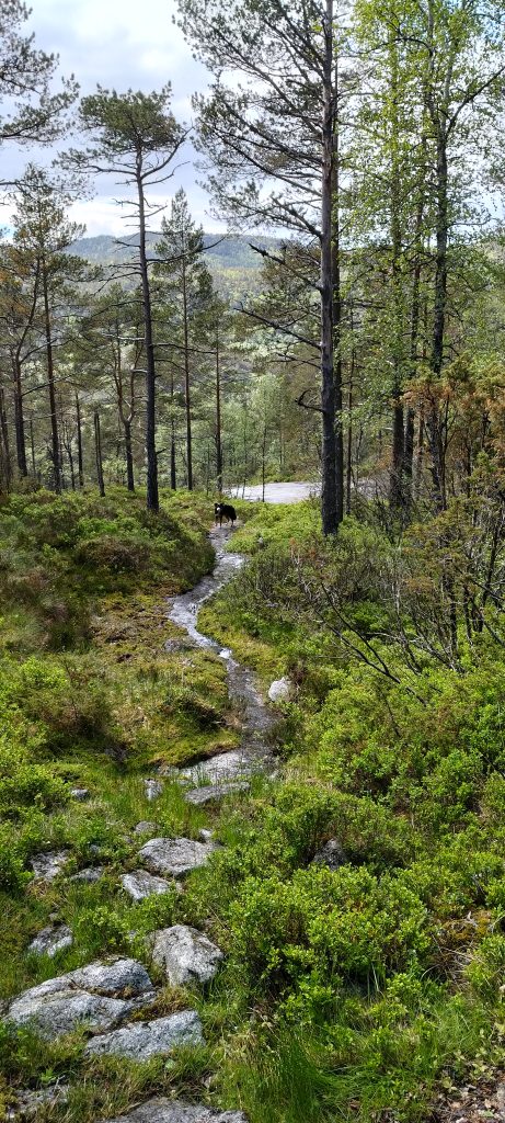 På vei til Subbeli
