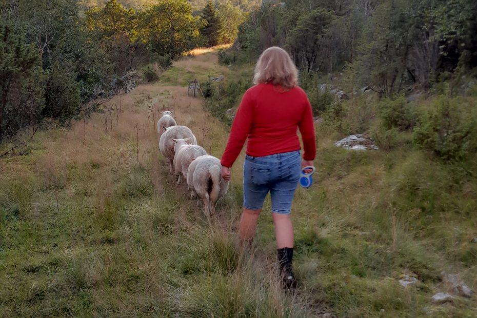 sau, haust, samling