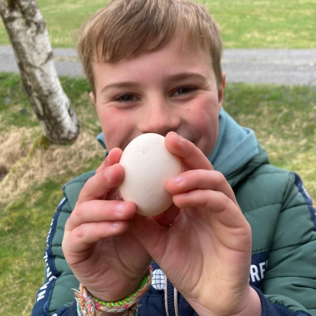 høne egg
